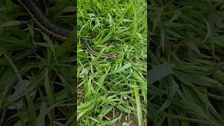 Snake in the grass in New Hampshire. Can you ID this snake? #shorts #snake #animals
