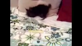 Копия видео Йоркширский терьер ТРИНИТИ..mp4
