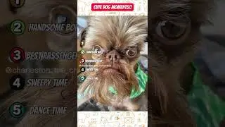 🐶🐾 Top 5 CUTEST Dog Moments (2025) 🐾 🐶 #shorts #dogshorts