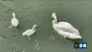 Saint Louis Zoo has new trumpeter swan babies