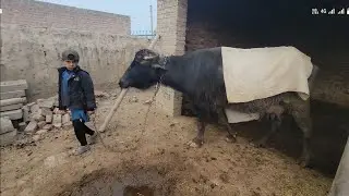 Buffalo video | Buffalo care | Chacha Bhatija