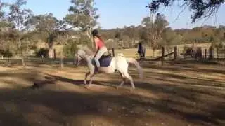 Molly and Icecream learning to jump