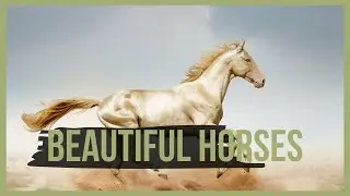BEAUTIFUL HORSES 2020 | [The Most Beautiful Horse]  🐴