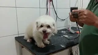 Secando o pelo do pet 