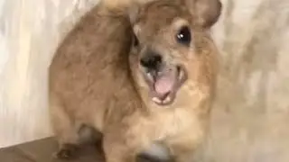Vinnie & Henry Compilation All Videos