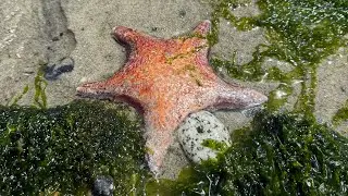 Moon Pie Pumpkins is live in the ocean! pt 2