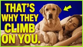 Why Dogs Suddenly Sit on You &mdash; The Surprising Reason | Dog Behavior Explained