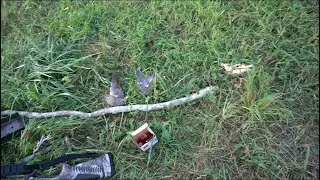 OPENING DAY OF DOVE SEASON 2024!!!