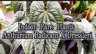 How to Care & Cultivate Anthurium Radicans x Dressleri (Indoor Rare Plants)