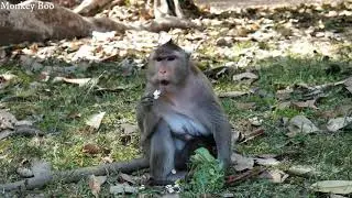 MONKEY VIOLET WITH HER DAUGHTER BABY MONKEY VIKKI