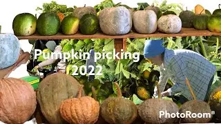 Pumpkin picking 2022🎃🌿