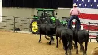 Jason Goodman & Percheron Thunder (formerly Texas Thunder)