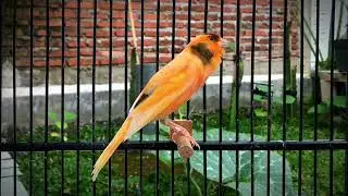 Belgian Canary Song That Fascinates Everyone‼️The Best Canary Training
