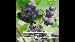 Growing Aronia Berry From seed @ The Hagon Jones Homestead