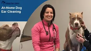At-Home Dog Ear Cleaning with Veterinarian Dr. Peatling