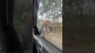 Monkeys Everywhere!! #life #travel #explore #wildlife #shorts