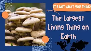 The Largest Living Thing on Earth&mdash;It&rsquo;s NOT What You Think!