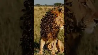 Lion Covered in Millions of Bees! 🦁🐝 | A Wild and Unexpected Scene #lion #bee #shorts #shortsfeed