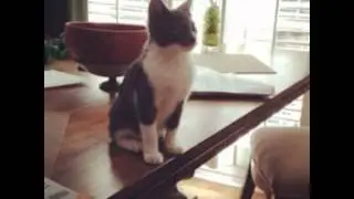 370 Reasons You Should be Talking About Cats !