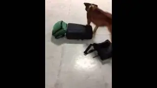 Narcotic detection training k9 Blitz