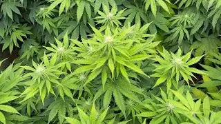Fast Flower Genetics - Week 2 Bloom Red Cherry 🍒 Gorilla 🦍 Skiddlez. Veg Tent & 2x4 Tent Veg Tent 