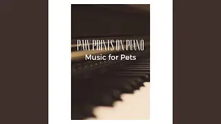 Paw Piano Calm