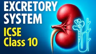 Excretory System Chapter Audio Notes | Class 10 ICSE