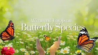 European Butterfly Species | Stunning Butterflies of Europe