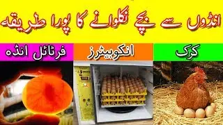 Andon Ki Hatching Per Mukammal Malumaat In urdu