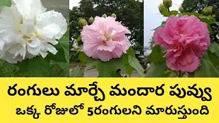 Pathi Mandaram |Colour Changing character of Hibiscus Mutabilis flowers| Nature Connection Telugu