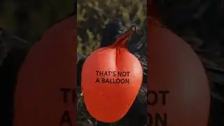 The Bird That Almost Never Lands