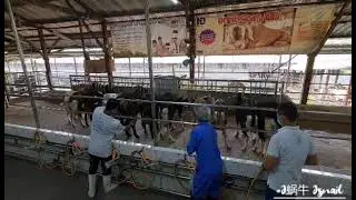 A visit to Goat Farm - Hay Dairies Pte Ltd