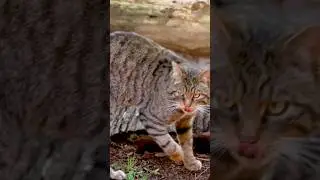 The RAREST animal I&rsquo;ve ever seen in the UK