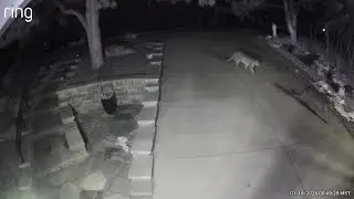 Three mountain lions spotted on Rockrimmon Ring camera
