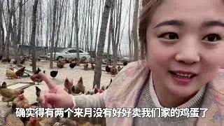投资30万的养鸡场倒闭了。胖妹含泪说出真相。简直让人无语至极