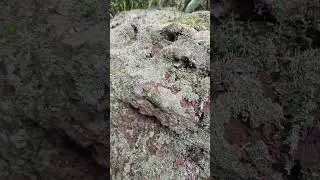 Volcanic rock covered in lichen and moss.