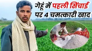 गेहूं की पहली सिंचाई में यह 4 खाद डालें || gehu ki pahli sinchai mein kya-kya khad dalen