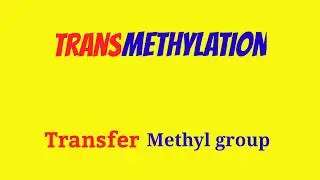 Transmethylation ||Transmethylation Reaction ||Transmethylation Mechanism |TransmethylationAnimation