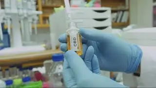 Researchers using CBD to fight COVID