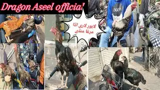 Lahore Lari ada murgha mandi 2024|Today Lahore Aseel murgha mandi|Aseel murgha mandi Lahore||