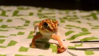Chondrodactylus angulifer male