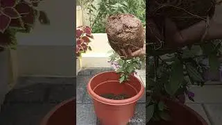 Melastoma plant repotting #plantcare #beautiful flowers#youtubeshorts