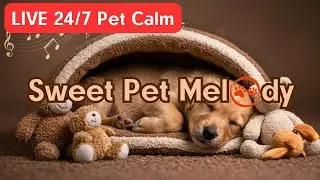 Your Pet Deserves Peace &ndash; 24/7 Soothing Music for Anxious Dogs & Cats 🐶🐱