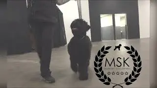 BRT Puppy Meera first steps in show training