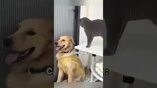 Heartwarming Dogs and Cats Being Adorable #funnyfriends #dogcatlove #petmoments
