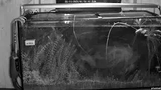 Planted Tank Live Stream