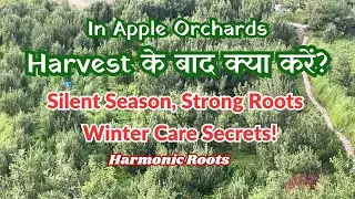 Apple Orchards Post Harvest से Winter Care तक &mdash; Complete Step by Step Guide