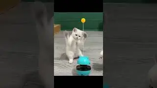 Cat Toy with Feather Teaser, Bell, and Treat Dispenser #cattoys #cat #catlover