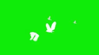 Green Screen Birds Flying Effect