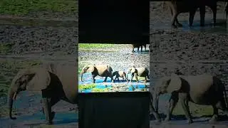 Elephant Screaming Sound Effect